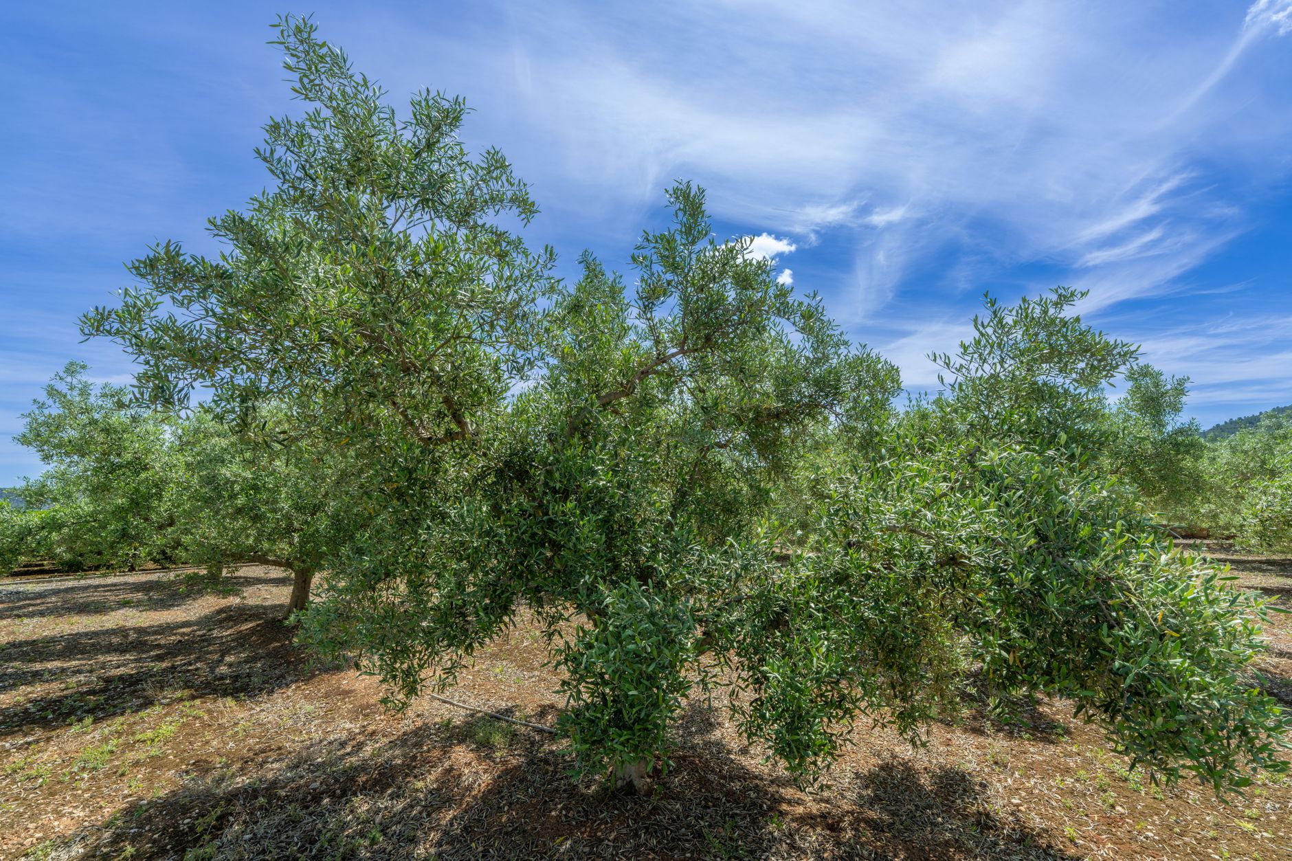 Fethiye Olive Farm