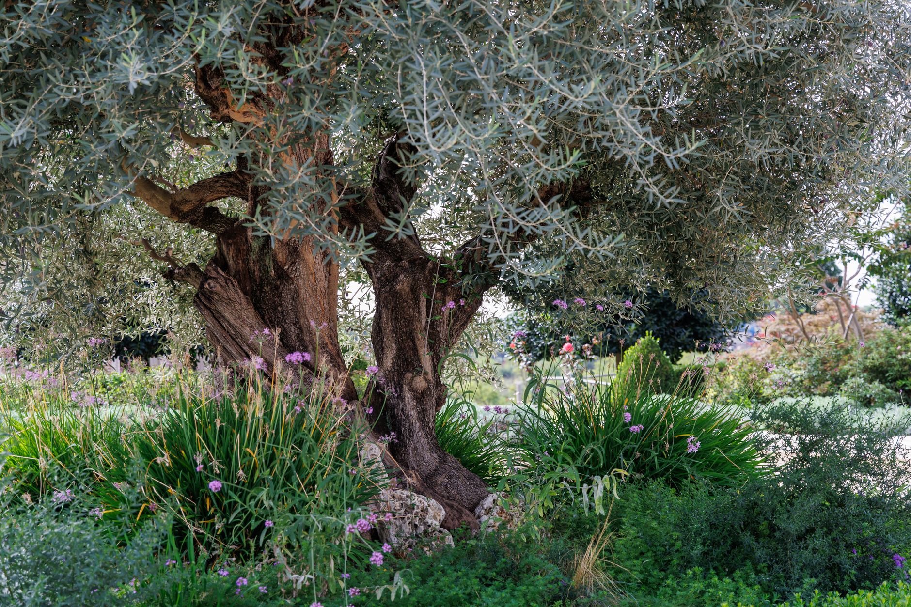 Side Ancient Garden